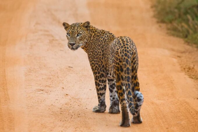 ELLA to MIRISSA Shuttle & YALA Safari - Additional Information