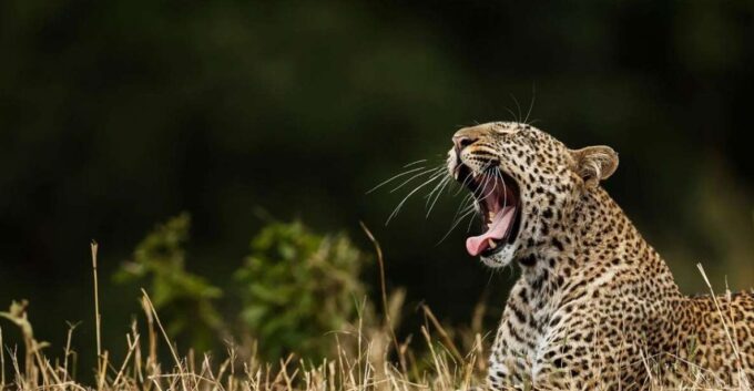 ELLA to MIRISSA Shuttle & YALA Safari - Frequently Asked Questions
