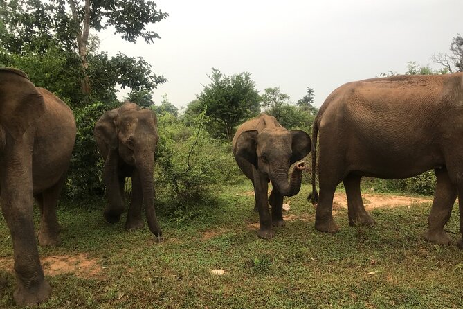 Ella to Udawalawe Safari (Safari Jeep Free) - Safari Itinerary and Activities