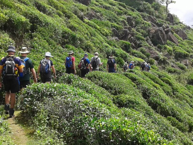 Ella: Tuk-Tuk Safari Day Trip and Tea Fields Hike With Lunch - Experience Highlights