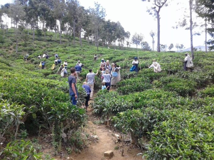 Ella: Tuk-Tuk Safari Day Trip and Tea Fields Hike With Lunch - Frequently Asked Questions