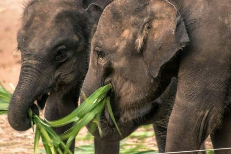Ella - Udawalawa Safari - Drop to Mirissa/Weligama/Galle - The Pricing and Its Value