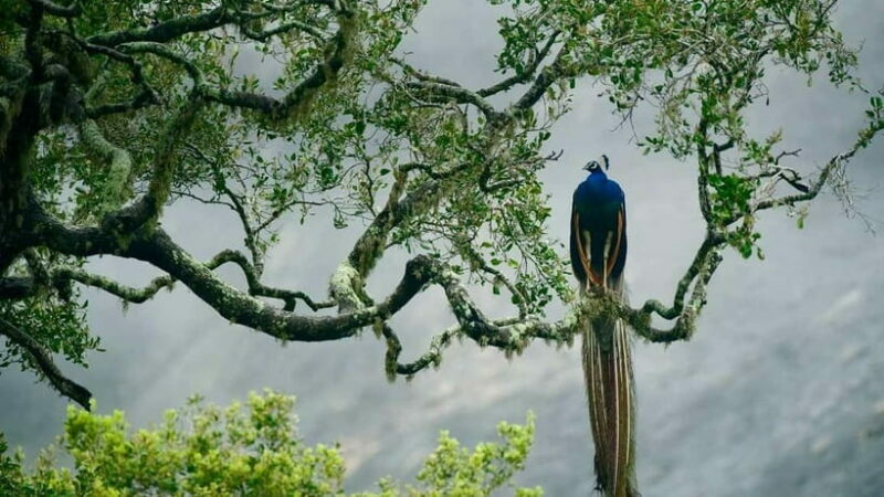 Ella - Udawalawa Safari - Drop to Mirissa/Weligama/Galle - FAQ