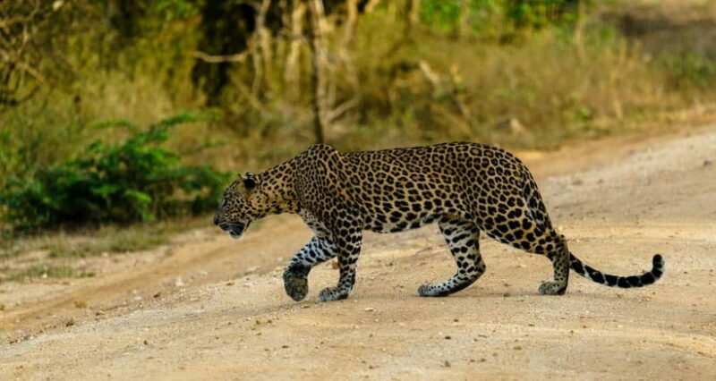 Ella: Yala Safari with Drop at Tangalle/ Hiriketiya/ Mirissa - An In-Depth Look at the Experience