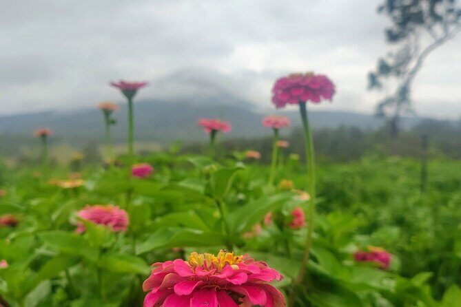 Ellia's Garden: Pick Your Own & Farm Family Fun - Practical Details for Visitors