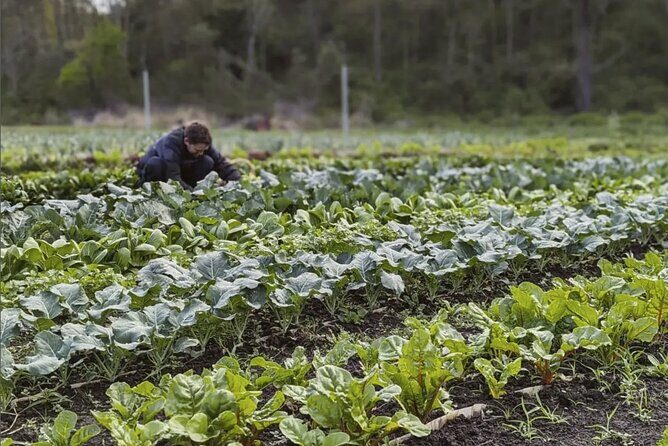 Ellia's Garden: Pick Your Own & Farm Family Fun - FAQs