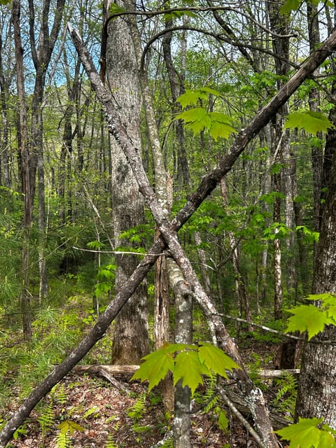 Ellijay, Georgia: Squatch-Fishing Outfitter's. BF Expedition - Weekend Camping Expeditions