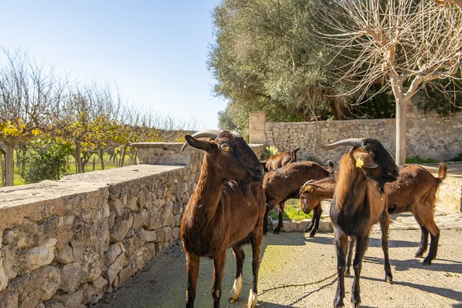 Els Calderers House Museum in Mallorca - Exhibits and Collections