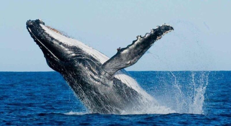 Set out on a Majestic Ocean Odyssey: Whale & Dolphin Magic - A Thrilling Whale Watching Adventure