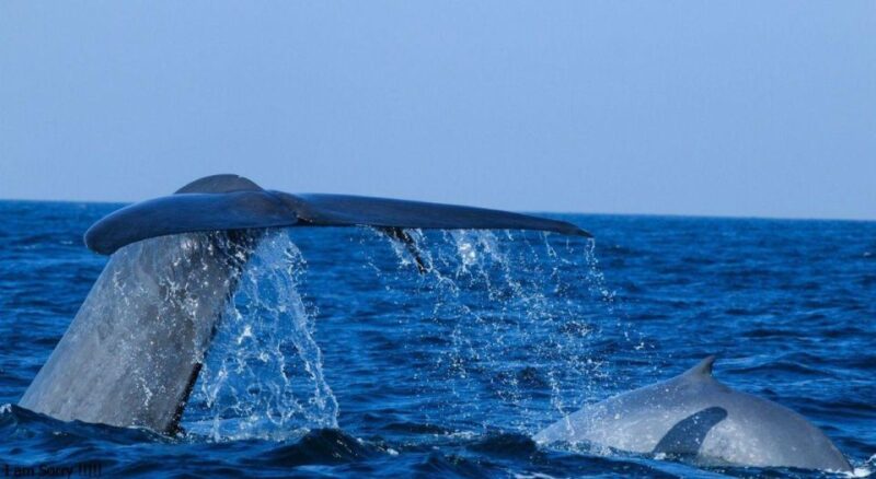 Set out on a Majestic Ocean Odyssey: Whale & Dolphin Magic - Captivating Dolphin Encounters During the Tour