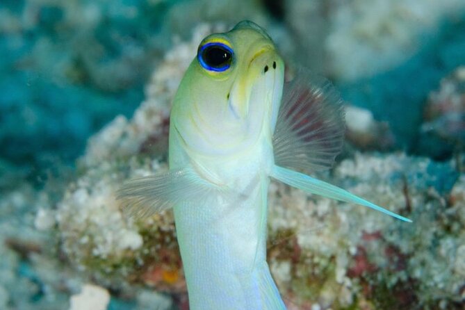 “Set out on a Professional and Passionate Scuba Diving Adventure! - Inclusions and Pricing