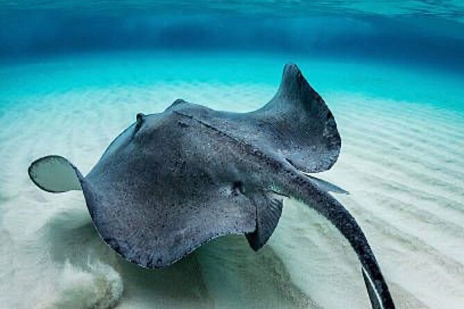 “Set out on a Professional and Passionate Scuba Diving Adventure! - Customer Reviews and Feedback