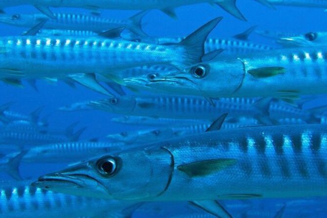 “Set out on a Professional and Passionate Scuba Diving Adventure! - Prepare for an Unforgettable Adventure