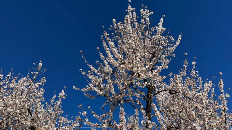 Embrace the Enchantment of Mallorcas Almond Blossom Season - Historic Moorish Country Estate