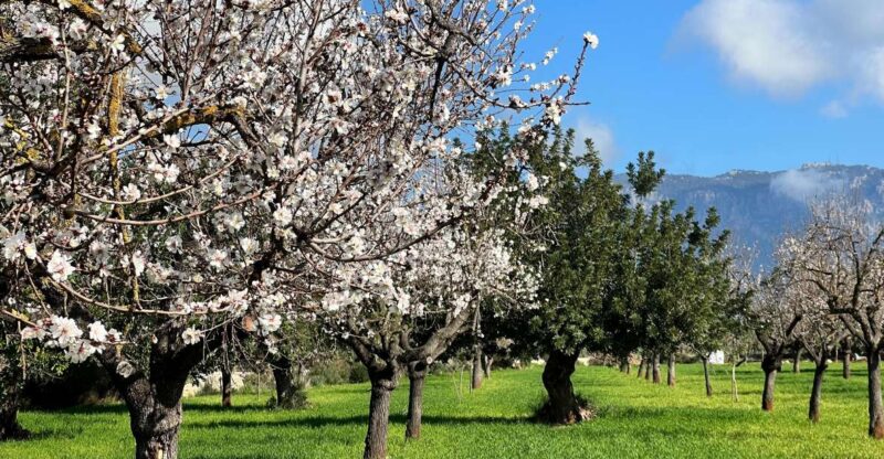 Embrace the Enchantment of Mallorcas Almond Blossom Season - Captivating Orange Valley Plantation