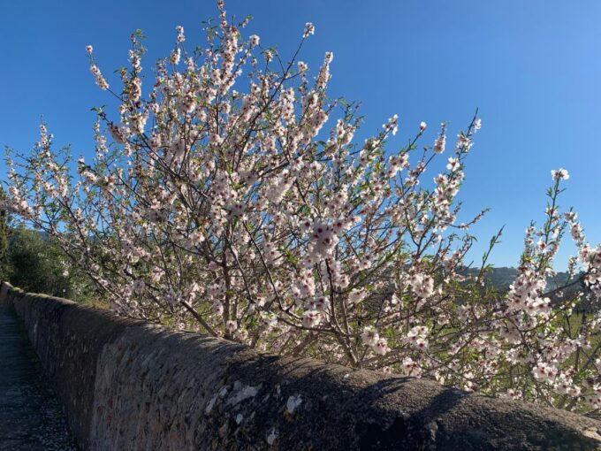 Embrace the Enchantment of Mallorcas Almond Blossom Season - Comfortable Transportation Services