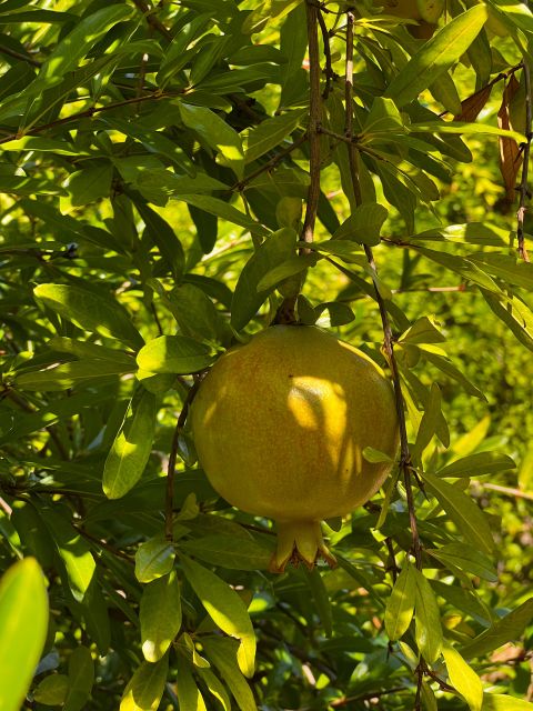 Embrace the Enchantment of Mallorcas Almond Blossom Season - Flexible Booking and Cancellation