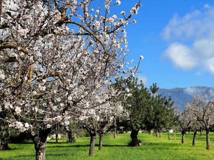 Embrace the Enchantment of Mallorcas Almond Blossom Season - Frequently Asked Questions