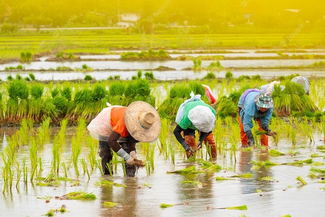 Embrace the Farmers Way: Dive Into the Paddy Farming Adventure - Key Points