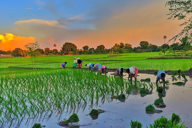Embrace the Farmers Way: Dive Into the Paddy Farming Adventure - Participant Requirements