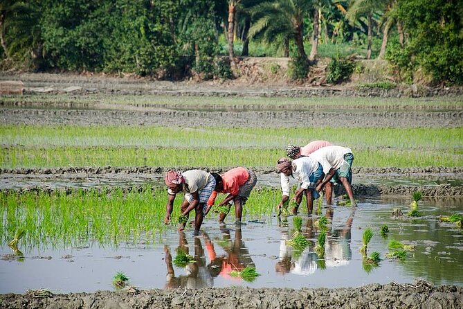 Embrace the Farmers Way: Dive Into the Paddy Farming Adventure - Immerse in the Local Culture