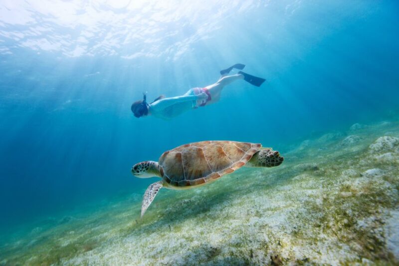 Emerald Coast: Afternoon Snorkel & Dolphin Tour - Experience Highlights