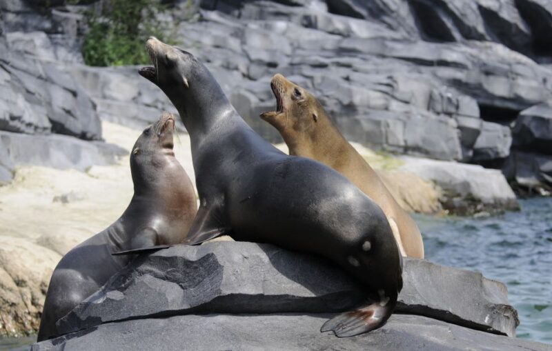 Emmen: Wildlands Adventure Zoo and Rimbula River Cruise - Jungolas Tropical Adventure