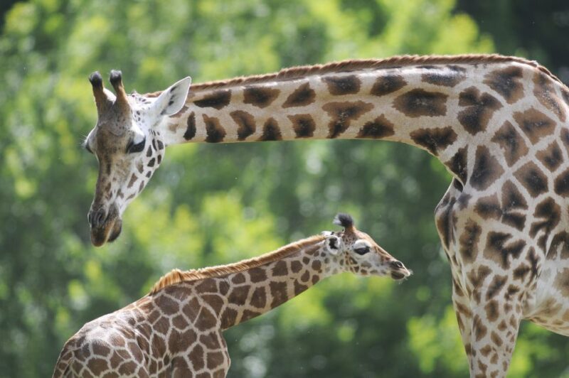 Emmen: Wildlands Adventure Zoo and Rimbula River Cruise - Norticas Polar Exploration