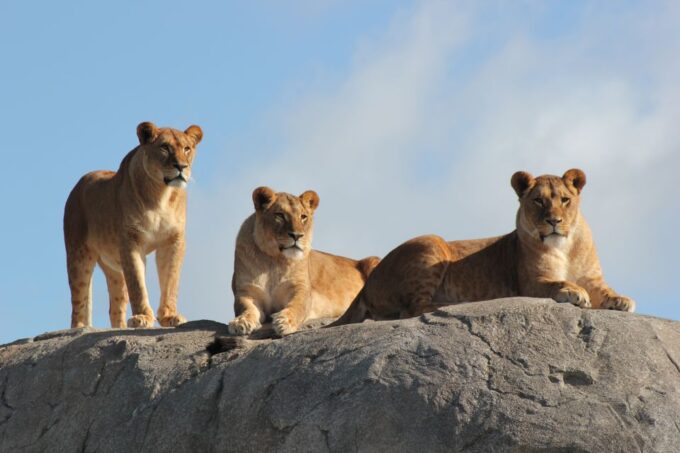 Emmen: Wildlands Adventure Zoo and Rimbula River Cruise - Accessibility and Inclusivity