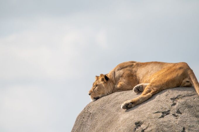 Emmen: Wildlands Adventure Zoo and Rimbula River Cruise - Frequently Asked Questions
