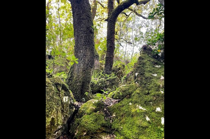 Enchanted Forest Hike and Wine Tasting Private Tour - Inclusions