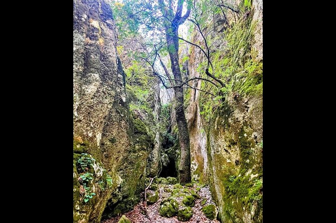 Enchanted Forest Hike and Wine Tasting Private Tour - Health and Accessibility