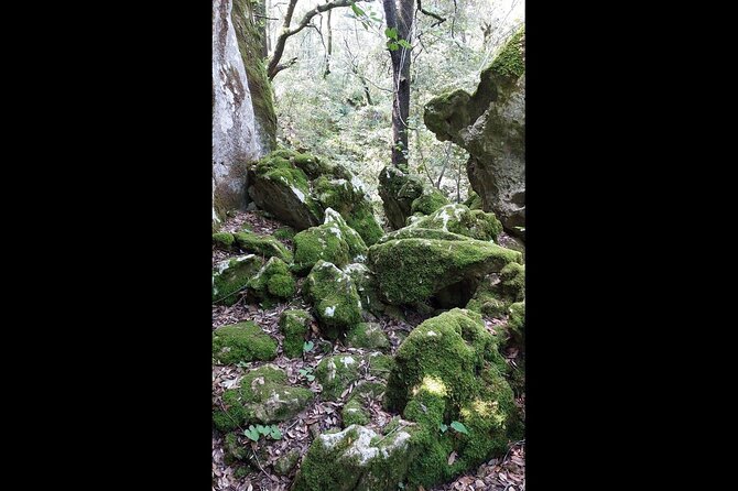 Enchanted Forest Hike and Wine Tasting Private Tour - Customer Experience