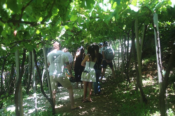 Enchanted Vineyards, Wine 4x4 Tour and Sea Cliff Cabo Girão - Group Size and Location
