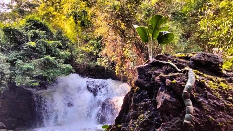 Enchanting Jungle Full-Day Trekking in Chiang Mai - Key Points