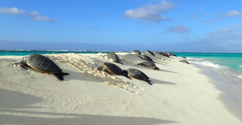Enchanting Small Group Circle Island Tour of Oahu Paradise - Pickup and Communication