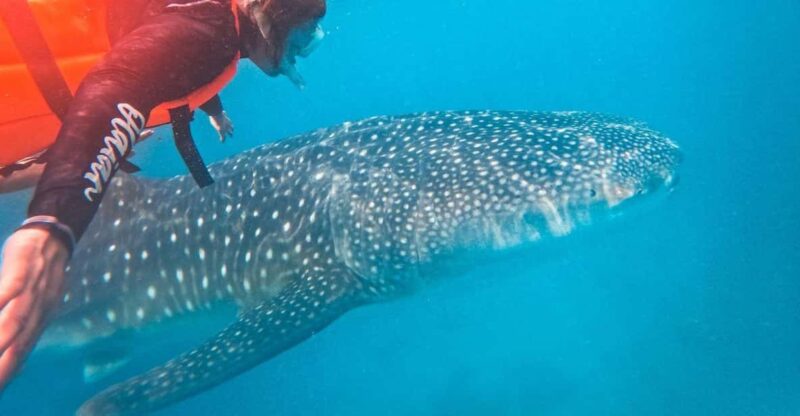 Encounter Giants: Taug Whaleshark Snorkeling Adventure Tour - Itinerary