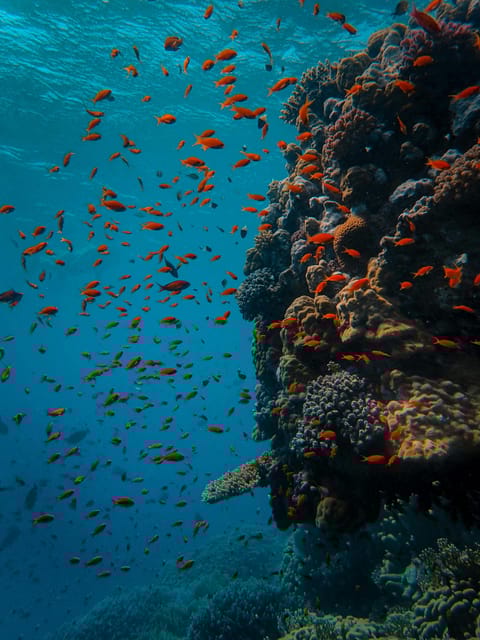 Enhanting 2 Hours Diving in Antalya Any Time of the Day - Pickup and Transportation
