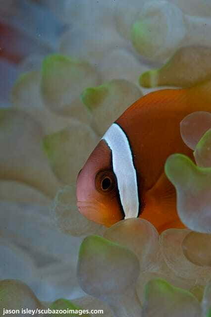 Enjoy 3 Fun Dives in Kota Kinabalu | Certified Divers - Key Points