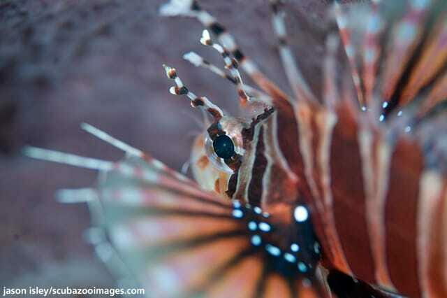 Enjoy 3 Fun Dives in Kota Kinabalu | Certified Divers - An In-Depth Look at the Experience