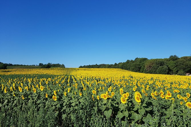 Enjoy a Meal With Wine Tasting in the Vineyard of Podere Casanova - Feedback From Guests