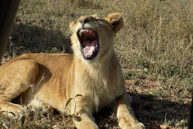 Enjoy a Private Day Trip to Lake Manyara National Park. - Itinerary Highlights