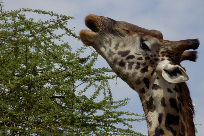Enjoy a Private Day Trip to Lake Manyara National Park. - Guided Safari Experience