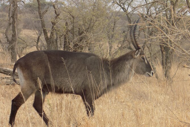 Enjoy a Private Day Trip to Lake Manyara National Park. - Meals and Refreshments