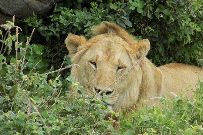 Enjoy a Private Day Trip to Lake Manyara National Park. - Booking Your Adventure