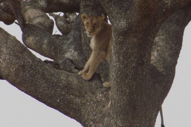 Enjoy a Private Day Trip to Lake Manyara National Park. - Tips for a Memorable Trip