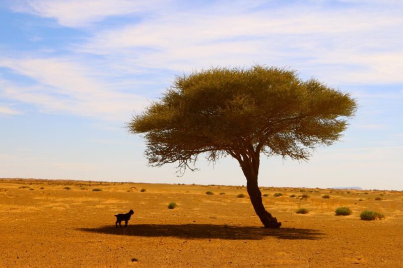 Enjoy a Private Experience in Riding KTM Bikes in Sahara - Motorcycles and Equipment