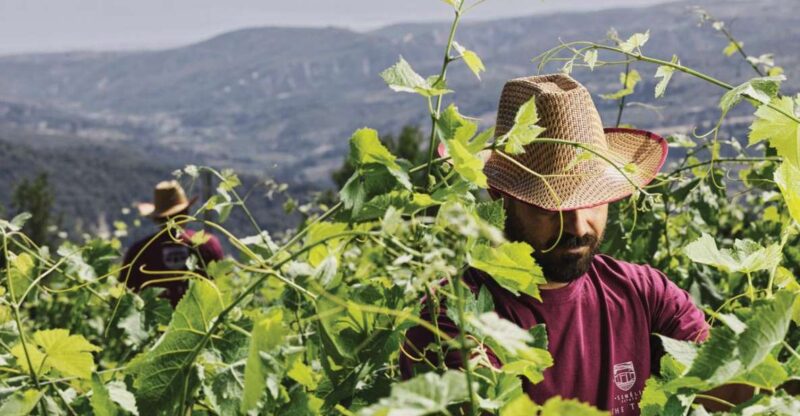 Enjoy a Unique All Day Wine Tasting Tour in Nemea - Transportation and Amenities