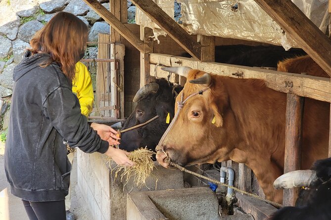 Enjoy a Walk, Lunch, and Tea Time at the 2000 Years Old Teno Farm Village. - Accessibility and Participation