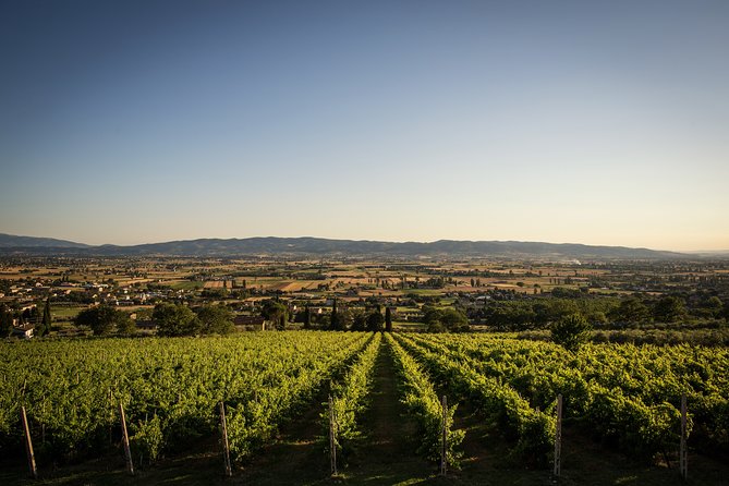 Enjoy and Taste the Flavors of Wine in an Open-air Venue - Accessibility and Accommodations